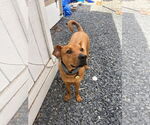 Small #4 American Pit Bull Terrier-Carolina Dog Mix