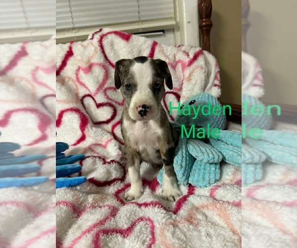 Medium Photo #1 Labrador Retriever-Unknown Mix Puppy For Sale in pomfret, CT, USA