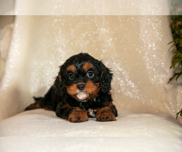 Medium Photo #4 Cavapoo (Miniature) Puppy For Sale in LEOLA, PA, USA