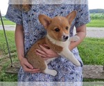 Puppy Lady Pembroke Welsh Corgi