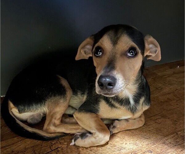 Medium Photo #1 Chihuahua Puppy For Sale in St. Louis Park, MN, USA