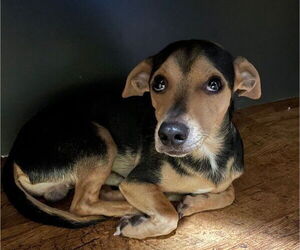 Chihuahua Dogs for adoption in St. Louis Park, MN, USA