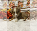Small Photo #7 Miniature American Shepherd Puppy For Sale in PLANT CITY, FL, USA