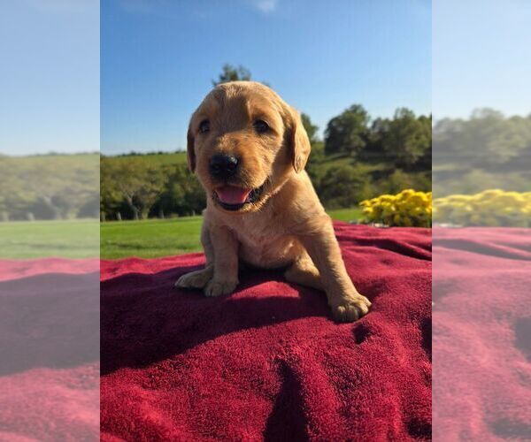 View Ad Labradoodle Puppy for Sale near Kentucky, WILLIAMSTOWN, USA