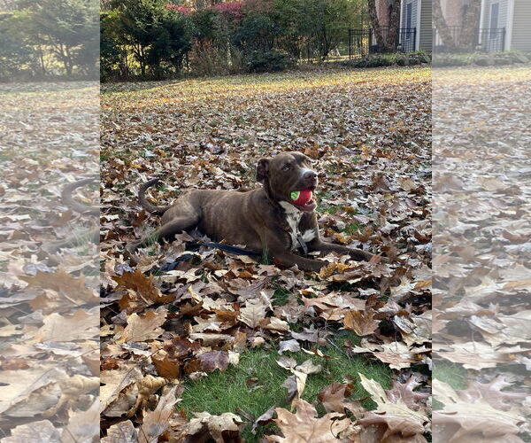 Medium Photo #18 Mutt Puppy For Sale in Rockaway, NJ, USA