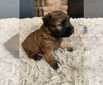 Small #7 Soft Coated Wheaten Terrier