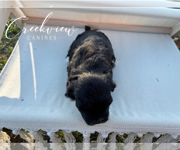 Medium Photo #4 Havapoo Puppy For Sale in NIANGUA, MO, USA