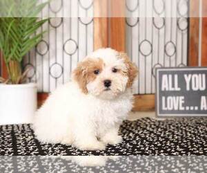 Poochon Puppy for sale in NAPLES, FL, USA