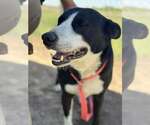 Small Border Collie Mix