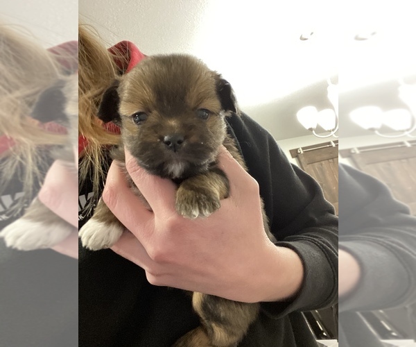 Medium Photo #15 Shiranian Puppy For Sale in FARR WEST, UT, USA