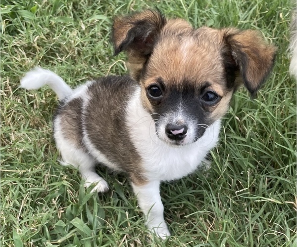 Medium Photo #1 Chihuahua Puppy For Sale in NEVADA, TX, USA