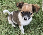 Small Photo #1 Chihuahua Puppy For Sale in NEVADA, TX, USA