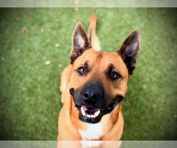 Medium Photo #3 Black Mouth Cur-Unknown Mix Puppy For Sale in Orlando, FL, USA