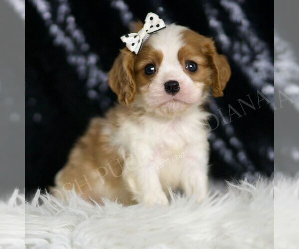 Medium Photo #5 Cavalier King Charles Spaniel Puppy For Sale in WARSAW, IN, USA