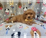 Small #9 Cavapoo
