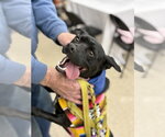 Small #15 Boston Terrier Mix