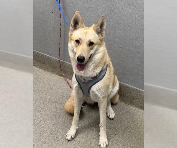 Medium Photo #1 Siberian Husky-Unknown Mix Puppy For Sale in Las Vegas, NV, USA