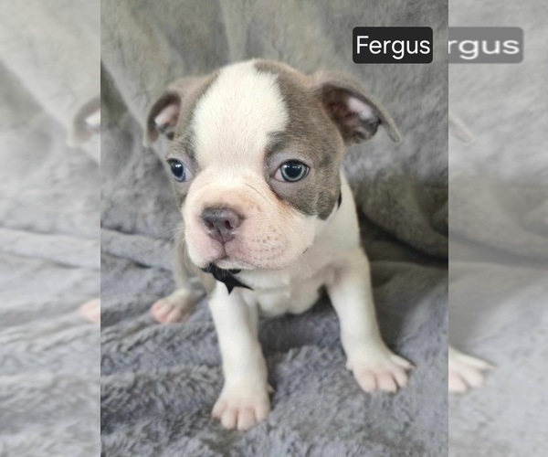 Medium Photo #3 Boston Terrier Puppy For Sale in MINERAL WELLS, WV, USA