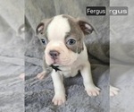 Small #2 Boston Terrier
