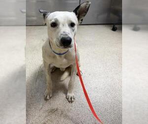 German Shepherd Dog-Unknown Mix Dogs for adoption in Riverside, CA, USA