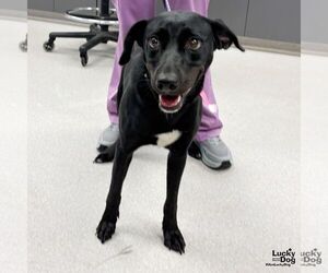 Labrador Retriever-Retriever Mix Dogs for adoption in Washington, DC, USA