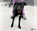 Small Labrador Retriever-Retriever Mix