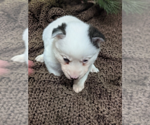 Medium Photo #1 Pomsky Puppy For Sale in CENTRALIA, MO, USA