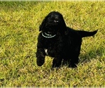 Small Photo #3 Goldendoodle Puppy For Sale in GROVETON, TX, USA