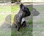 Small Photo #4 French Bulldog Puppy For Sale in ROCKWALL, TX, USA