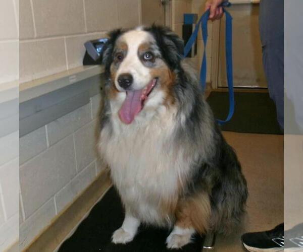 Medium Photo #4 Australian Shepherd Puppy For Sale in Plover, WI, USA