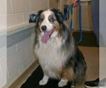 Small #3 Australian Shepherd