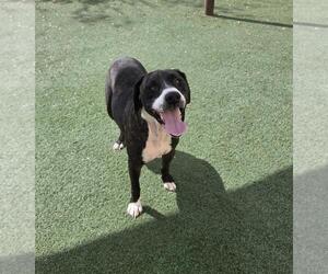 Plott Hound-Unknown Mix Dogs for adoption in Rockwall, TX, USA