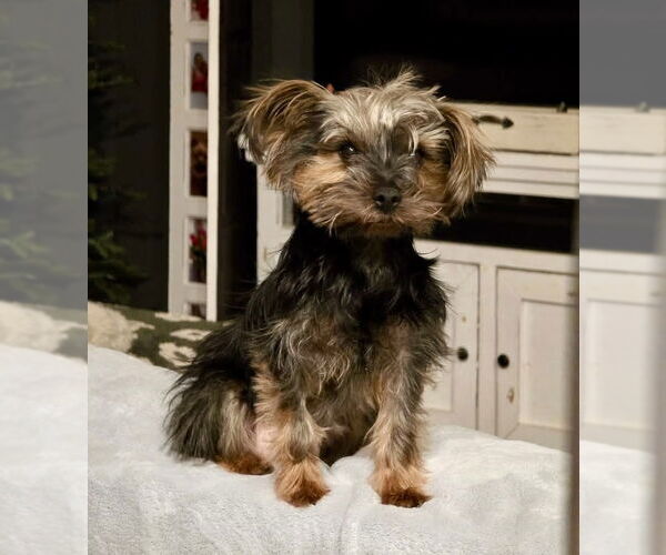 Medium Photo #7 Mutt Puppy For Sale in St. Louis Park, MN, USA