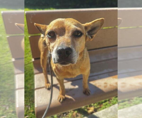 Medium Photo #1 Chihuahua-Unknown Mix Puppy For Sale in Newport Beach, CA, USA