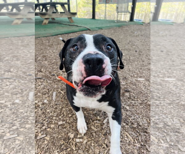 Medium Photo #4 Mutt Puppy For Sale in Clarkesville, GA, USA