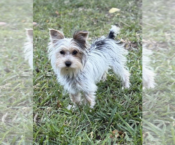 Medium Photo #1 Biewer Yorkie Puppy For Sale in LITTLE ROCK, AR, USA