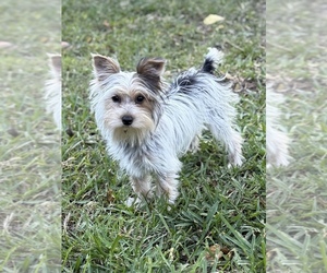 Biewer Yorkie Puppy for sale in LITTLE ROCK, AR, USA