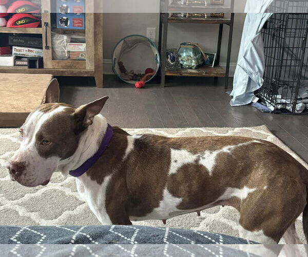 Medium Photo #13 American Staffordshire Terrier-Unknown Mix Puppy For Sale in Holly Springs, NC, USA