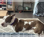 Small #12 American Staffordshire Terrier Mix