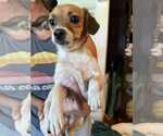 Small #1 Chihuahua Mix