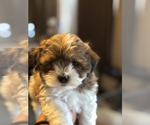 Puppy Puppy 4 ShihPoo