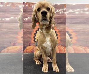 Cocker Spaniel Dogs for adoption in Westminster, MD, USA