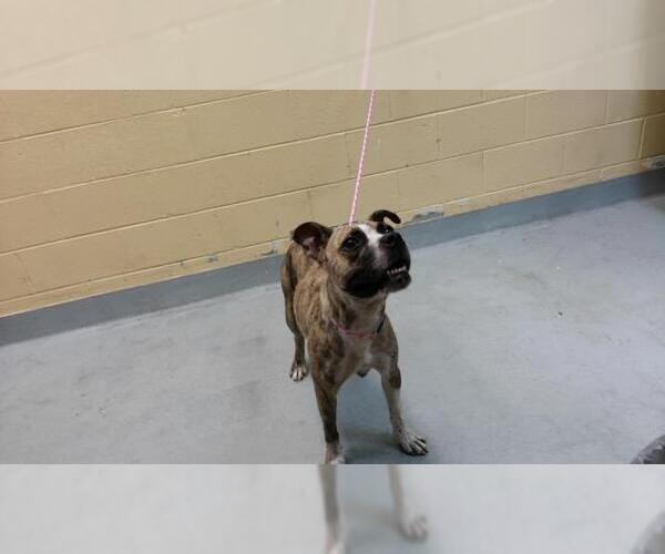 Medium Photo #1 Boxer-Unknown Mix Puppy For Sale in Tulsa, OK, USA