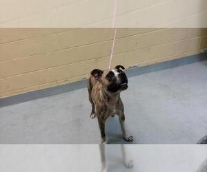 Boxer-Unknown Mix Dogs for adoption in Tulsa, OK, USA
