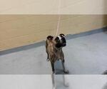 SASSY - Female Boxer-Unknown Mix Dog for Adoption - Small photo