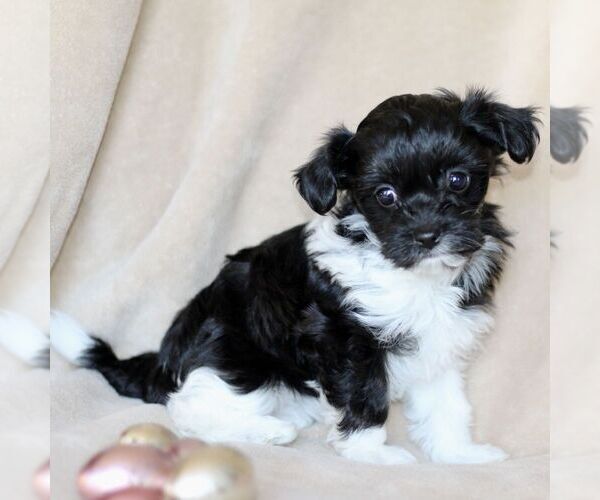 Medium Photo #2 Havanese Puppy For Sale in GORDONVILLE, PA, USA