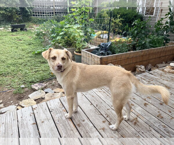 Medium Photo #2 Labrador Retriever-Unknown Mix Puppy For Sale in Sandy, UT, USA