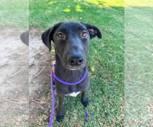 Medium Photo #4 Labrador Retriever-Unknown Mix Puppy For Sale in San Diego, CA, USA