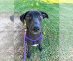 Small #3 Labrador Retriever Mix