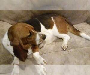 Basset Hound Puppy for sale in CINCINNATUS, NY, USA